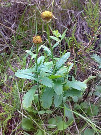 Plant after flowering