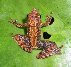 Dorsal view