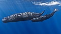 Image 45The sperm whale is the largest toothed animal on Earth. The species was hunted extensively by humans throughout history, until protected by a worldwide moratorium on whaling starting in 1985–86.