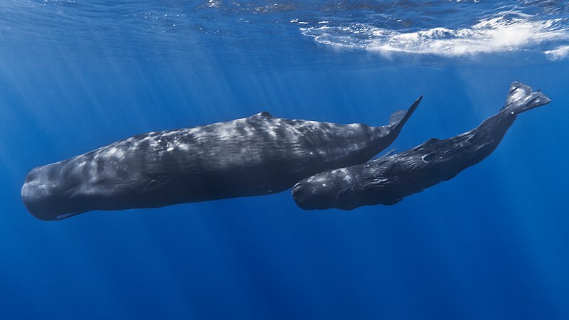 图为靠近毛里求斯海岸的母体抹香鲸与其幼崽。幼崽的身上附着数条鲫鱼。