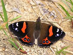 Vanessa gonerilla, New Zealand red admiral