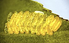 Egg of P. nigritarsus (top, pale) on egg clutch of P. vitellinae (yellow)