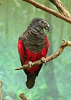 Female at Cincinnati Zoo