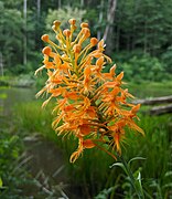 Platanthera ciliaris