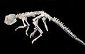 Psittacosaurus skeleton (Dinosaurland)