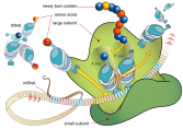 A ribosome translates mRNA (modified to reduce inflammation, i.e. modRNA) into the encoded protein