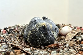 18 days old in its nest and one egg