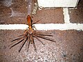 A spider wasp is dragging its captured prey in Sydney, Australia.