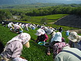 Hand-picked tea in the village of Minamiyamashiro, Kyoto Prefecture