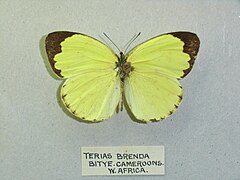 塞内加尔黄粉蝶 Eurema senegalensis