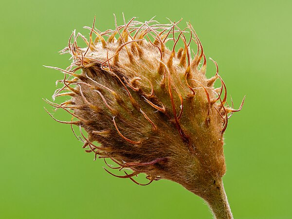 歐洲山毛櫸（Fagus sylvatica）未成熟的果實，使用36張照片焦點合成。