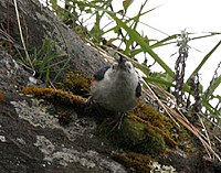 White-cheeked Nuthatch
