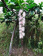 Flowers of B. racemosa