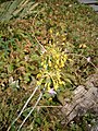 Allium flavum