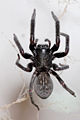 Black house spider, Badumna insignis, an Australian spider also found in New Zealand