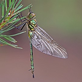 Brilliant emerald Somatochlora metallica ♀ England, UK