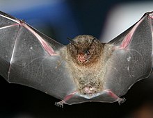 The image depicts the silky short-tailed bat in mid-flight, with its wings outstretched.