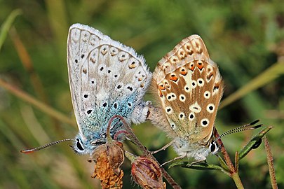 Chalkhill blues mating Polyommatus coridon ♂♀ England, UK