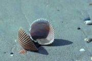 Empty cockle shell on the beach