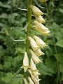 Digitalis lutea