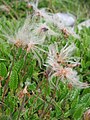 Dryas octopetala fruits