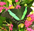 Papilio palinurus (Emerald snowtail)