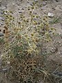 Eryngium campestre