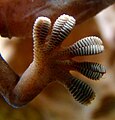Close-up of the underside of a gecko's foot as it walks on a glass wall. (spatula: 200 × 10-15 nm).