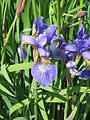 Iris sibirica