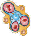 This image shows the types of cells present in the glomerulus part of a kidney nephron. Podocytes, Endothelial cells, and Glomerular mesangial cell are present.