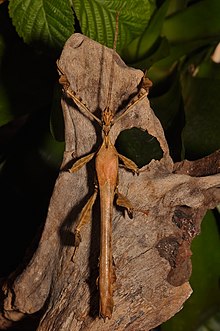 A male Extatosoma tiaratum resting on a piece of drift wood with bramble leafs in the background. The insect is light brown with dark brown specks, with a long body and wings resembling a stick.