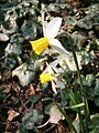 Narcissus 'Jack Snipe' side-view