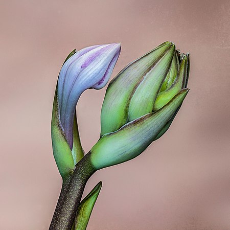 图为玉簪（Hosta）“June”的花蕾，经由9张相片焦点合成实现。