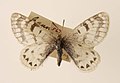 Parnassius hunnyngtoni