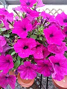 Petunia - Petunia 'Purple Wave'