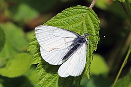 Pieris marginalis