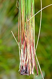 Bases of flowering stems (culms)