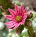 Sempervivum arachnoideum