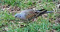 2 turtledove