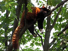 一只小熊猫睡在高高的树枝上，尾巴挂在身后，腿悬挂在树枝的两侧。