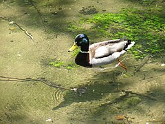 Vrelo Bosne ducks