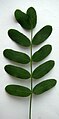 Pinnate leaf of a legume with 10 leaflets