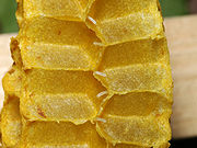 開放式蜂巢巢室內的蜜蜂卵