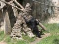 Bonobo "fishing" for termites.