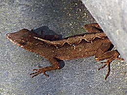 雌性，摄于佛罗里达州