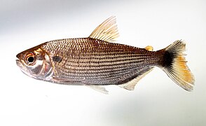 Brycon cf. amazonicus