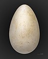 Egg from MHNT