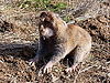 Camas pocket gopher