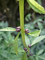 Cardamine bulbifera bulblets