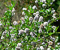 Ceanothus thyrsiflorus